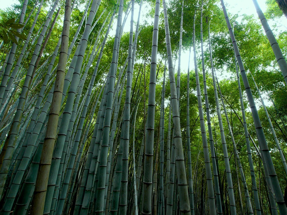 bamboo-forest-65728_960_720